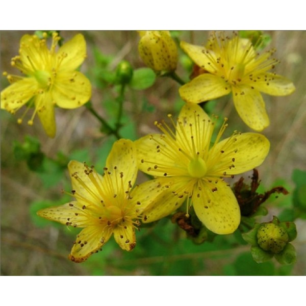 Hypericum perforatum Hypericum perforatum