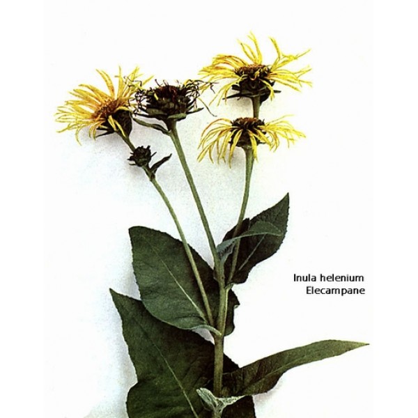 Inula helenium Inula helenium