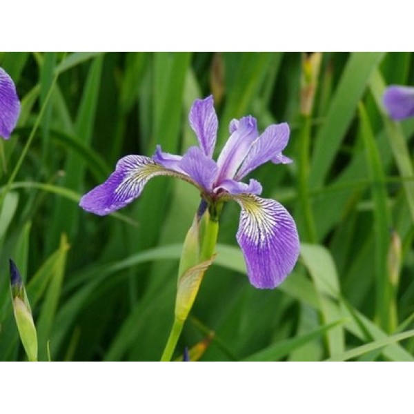 Iris versicolor Iris versicolor