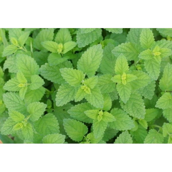 Melissa officinalis Melissa officinalis