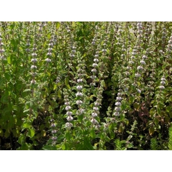 Mentha pulegium Mentha pulegium
