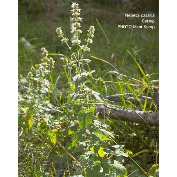 Nepeta cataria Nepeta cataria