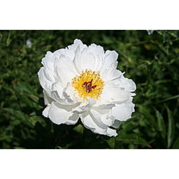 Paeonia lactiflora Paeonia lactiflora