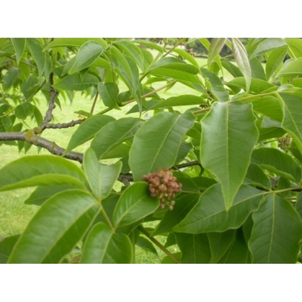 Phelodendron amurense Phelodendron amurense