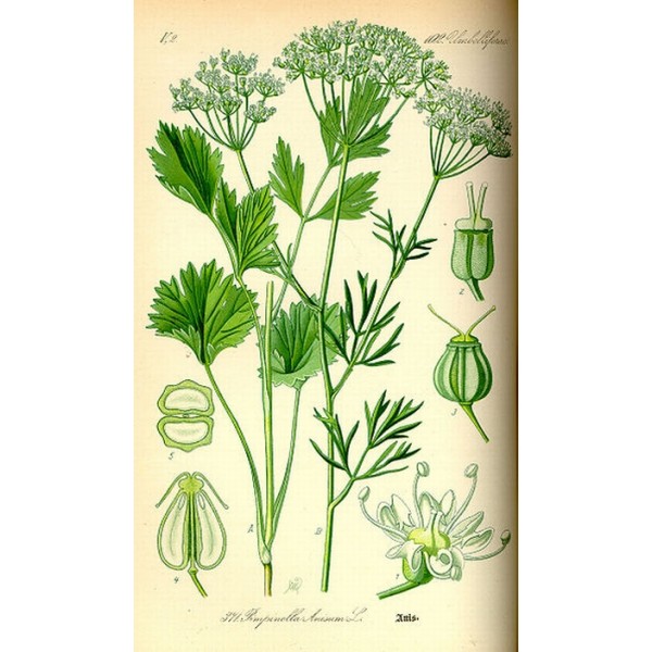 Pimpinella anisum Pimpinella anisum