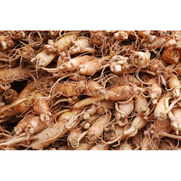 Panax ginseng Panax ginseng