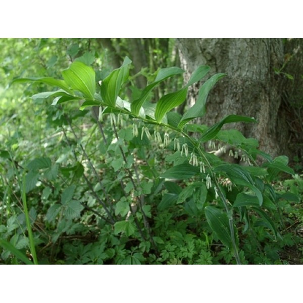 Polygonium (Fallopia) multiflora Polygonium (Fallopia) multiflora