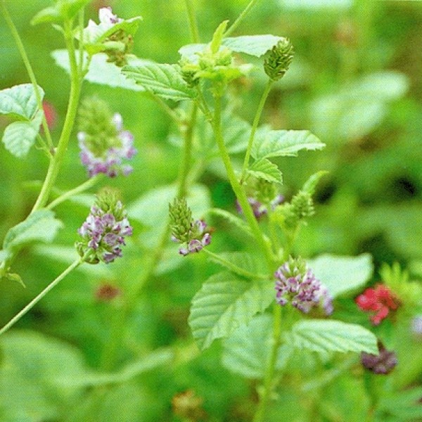 Psoralea corylifolia Psoralea corylifolia