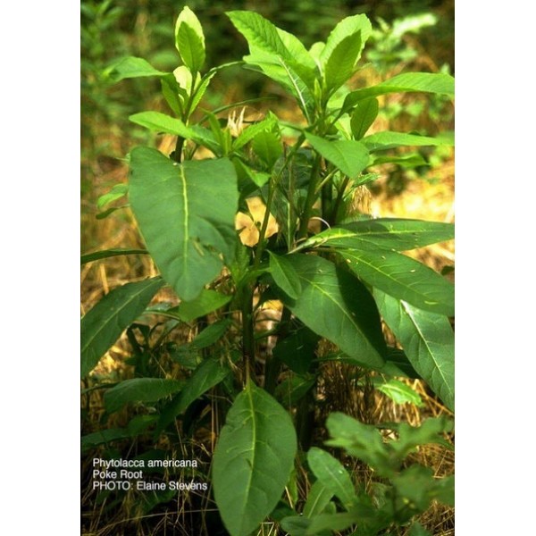 Phytolacca spp Phytolacca spp