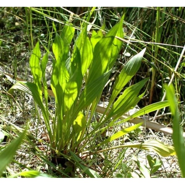 Plantago spp Plantago spp