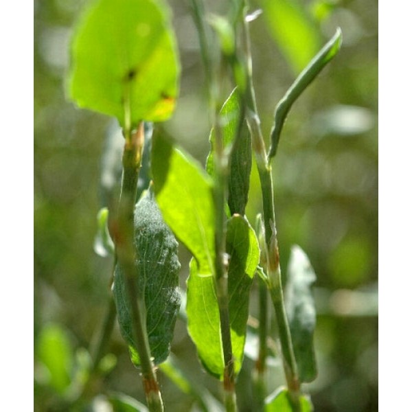 Polygonum bistorta Polygonum bistorta