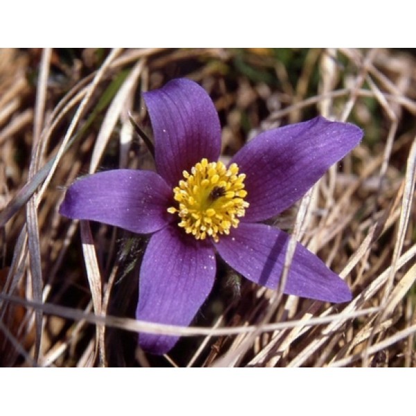 Pulsatilla vulgaris Pulsatilla vulgaris