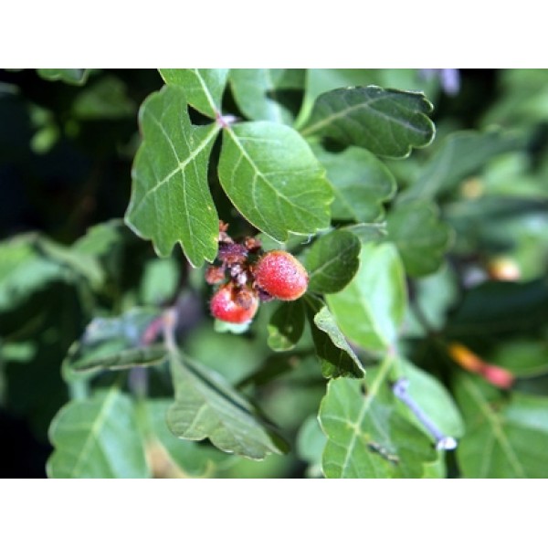 Rhus aromatica Rhus aromatica