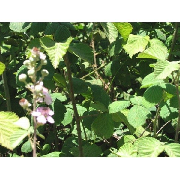 Rubus idaeus Rubus idaeus