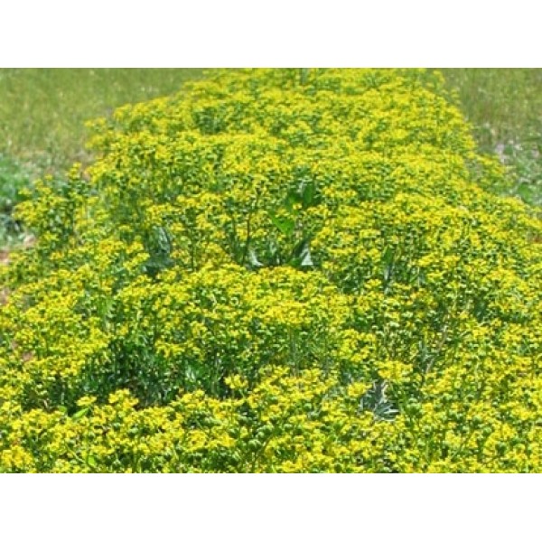 Ruta graveolens Ruta graveolens