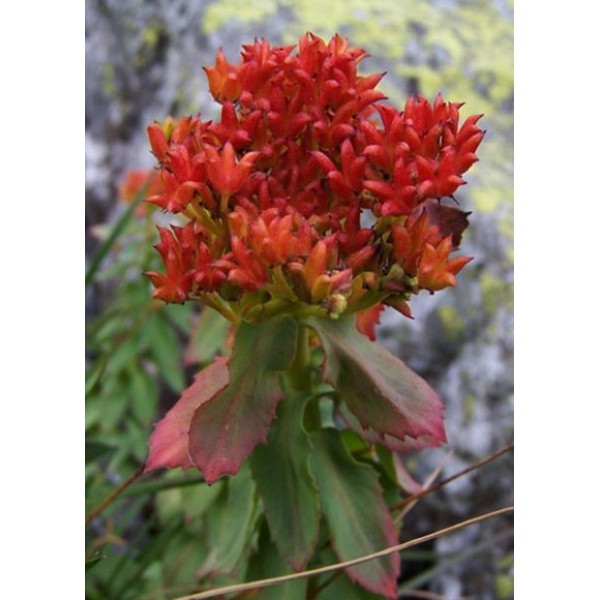 Rhodiola rosea Rhodiola rosea