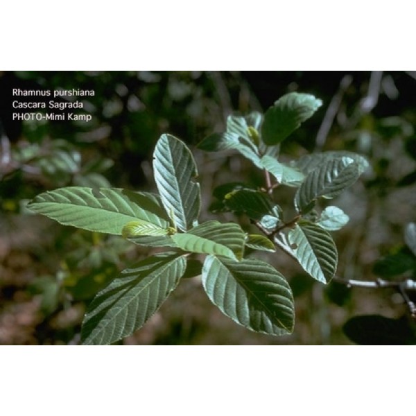 Rhamnus purshiana Rhamnus purshiana