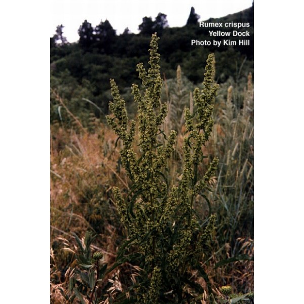 Rumex crispus Rumex crispus