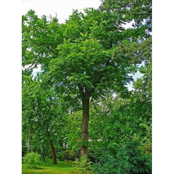 Juglans cinerea Juglans cinerea