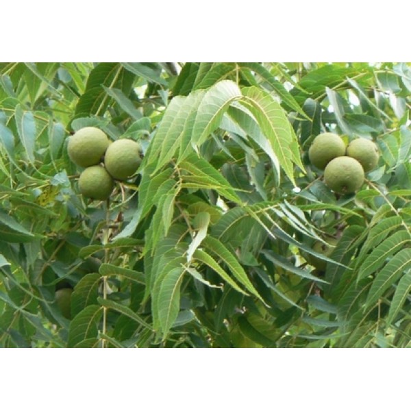 Juglans nigra Juglans nigra