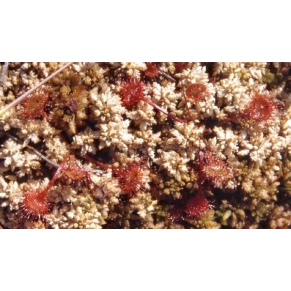 Drosera rotundifolia