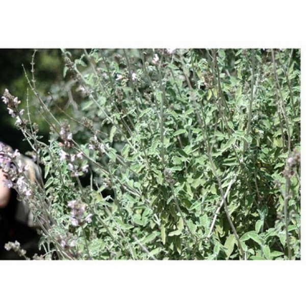Salvia officinalis Salvia officinalis