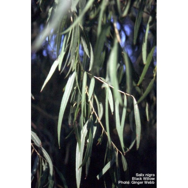 Salix alba Salix alba