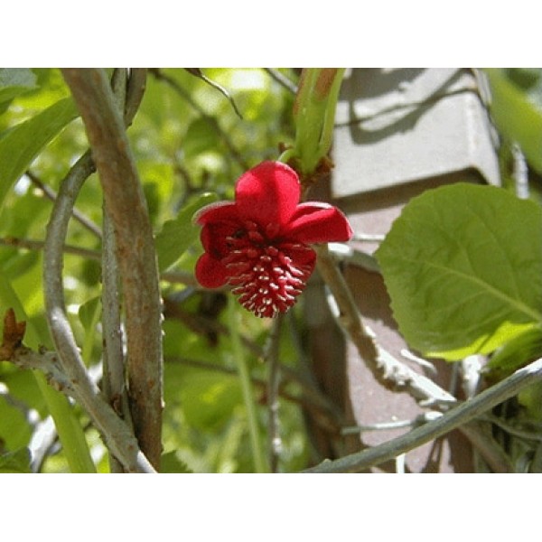 Schisandra chinensis Schisandra chinensis