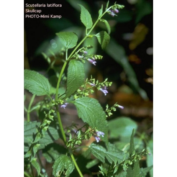 Scutellaria lateriflora Scutellaria lateriflora