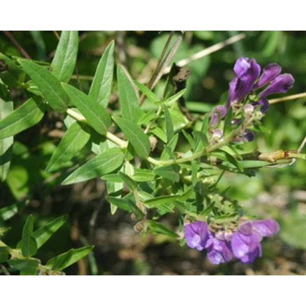Scutellaria baicalensis Scutellaria baicalensis