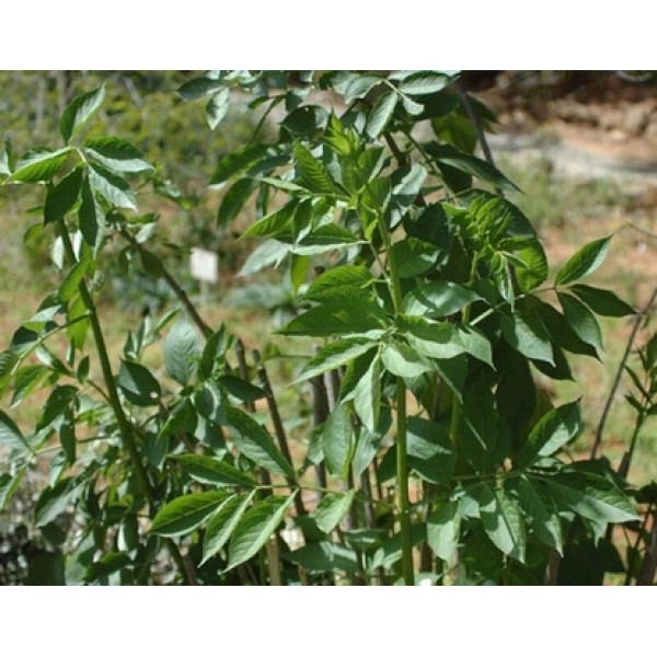 Sambucus nigra Sambucus nigra