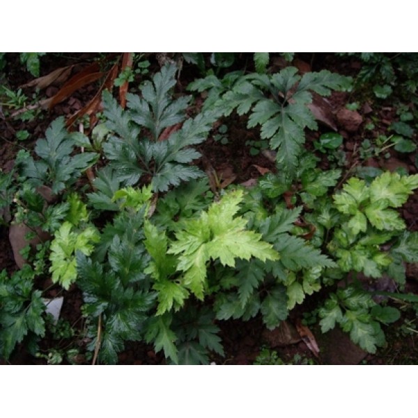 Coptis chinensis Coptis chinensis