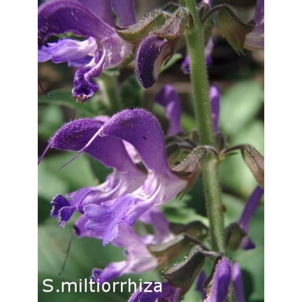 Salvia miltiorrhiza Salvia miltiorrhiza