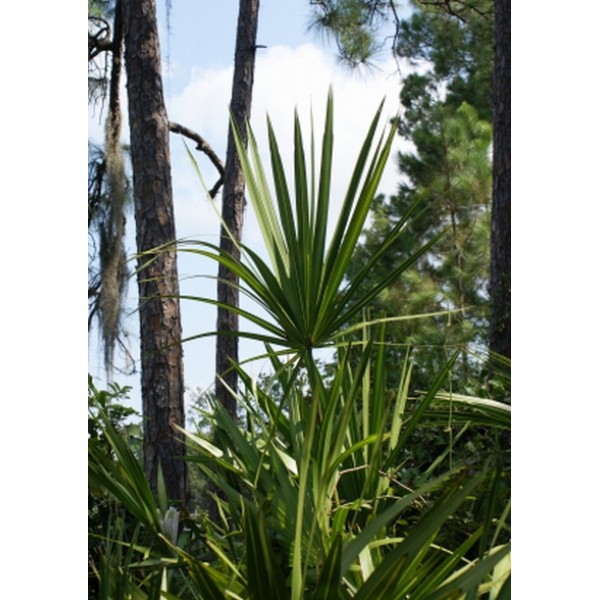 Serenoa serrulata Serenoa serrulata