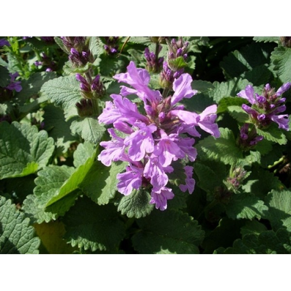 Stachys betonica Stachys betonica