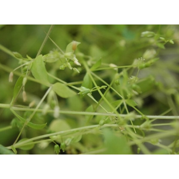 Stellaria media Stellaria media