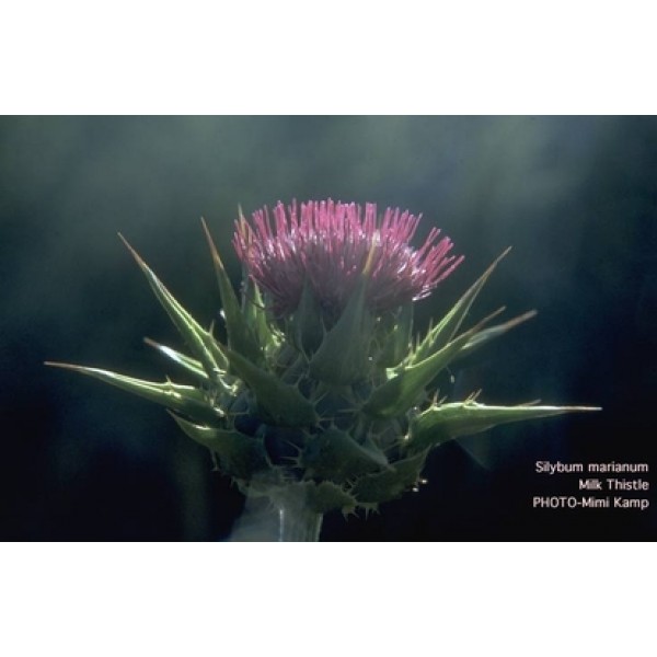 Silybum marianum Silybum marianum