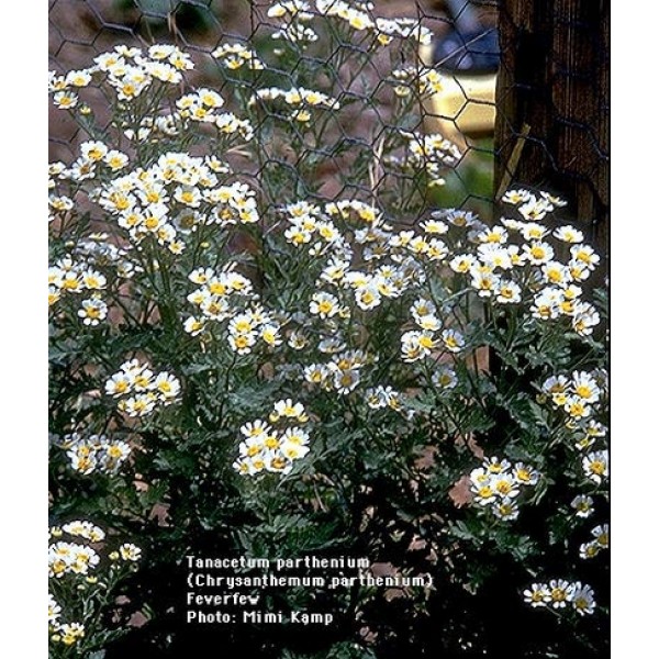 Tanacetum parthenium Tanacetum parthenium