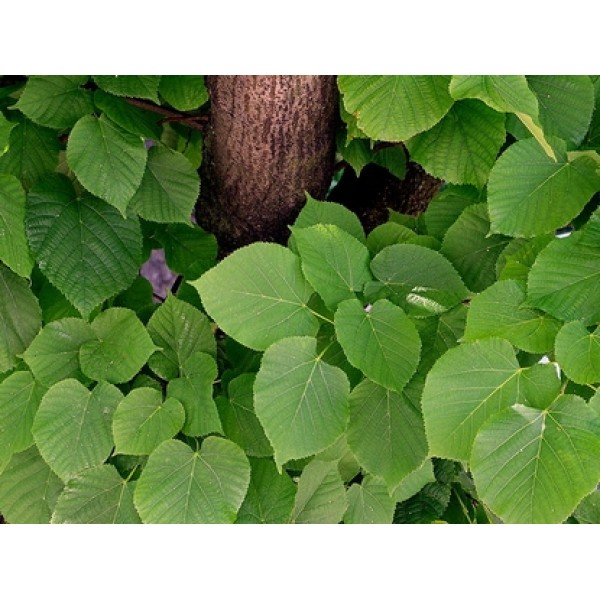 Tilia europea Tilia europea
