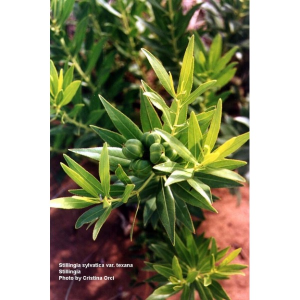 Stillingia sylvatica Stillingia sylvatica