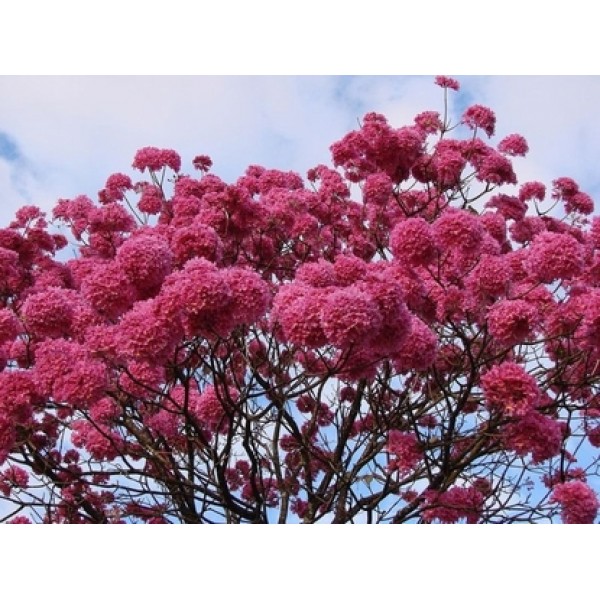 Tabebuia impetiginosa Tabebuia impetiginosa