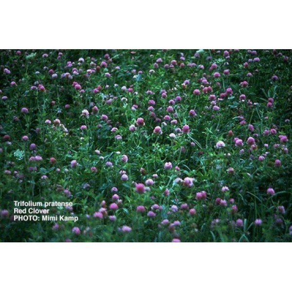 Trifolium pratense Trifolium pratense