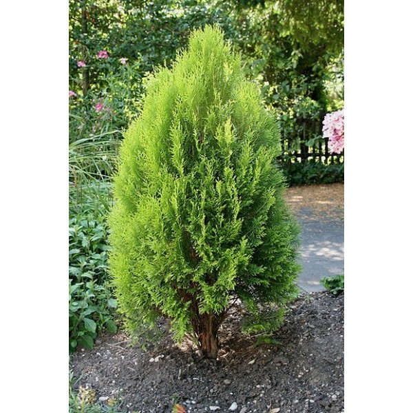 Thuja occidentalis Thuja occidentalis