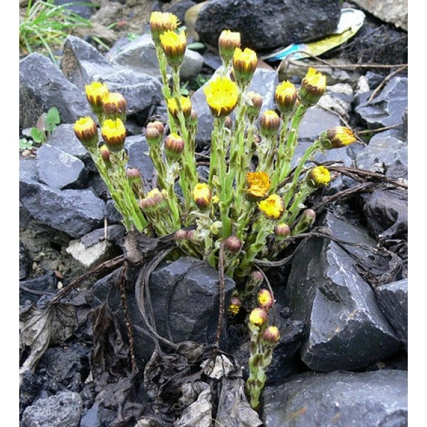 Tussilago farfara Tussilago farfara