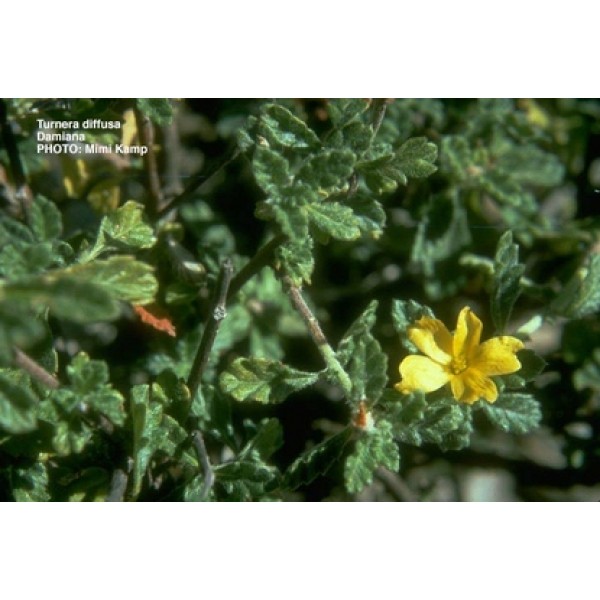 Turnera diffusa Turnera diffusa