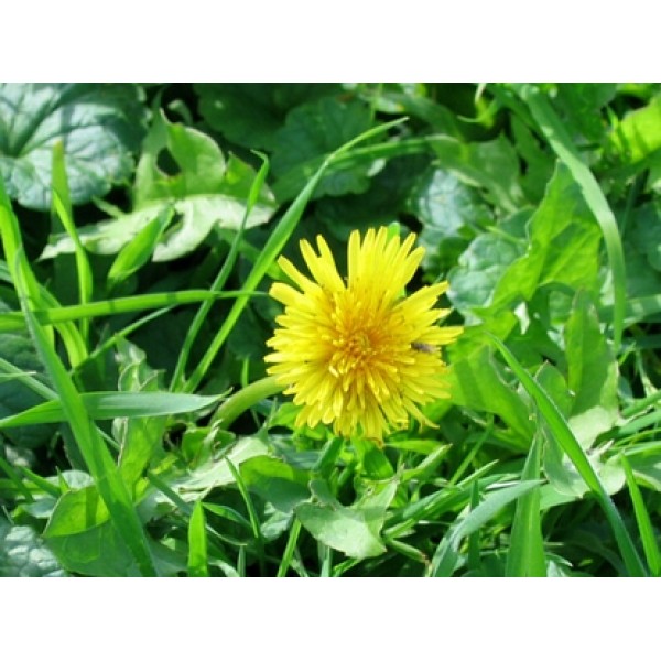 Taraxacum officinalis folia Taraxacum officinalis folia