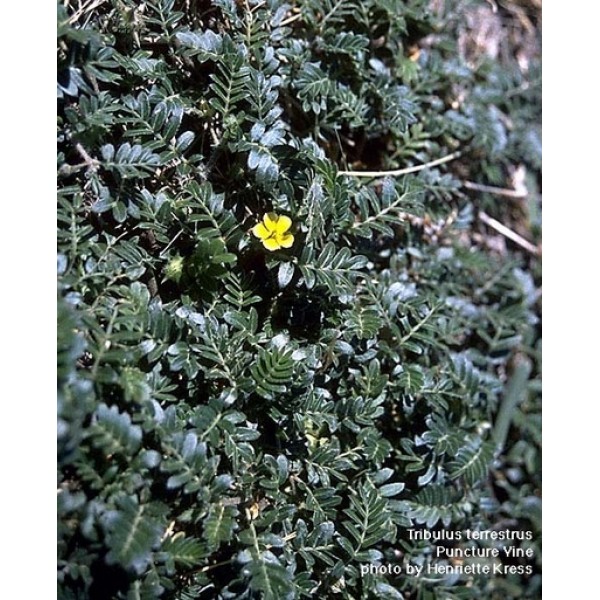 Tribulus terrestris Tribulus terrestris