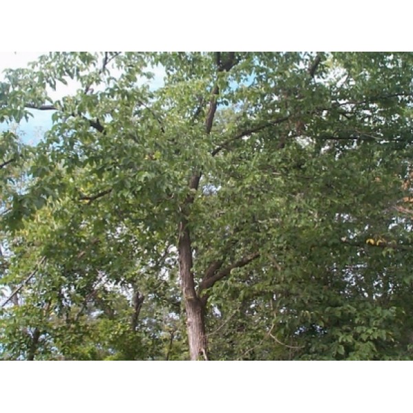 Ulmus rubra Ulmus rubra