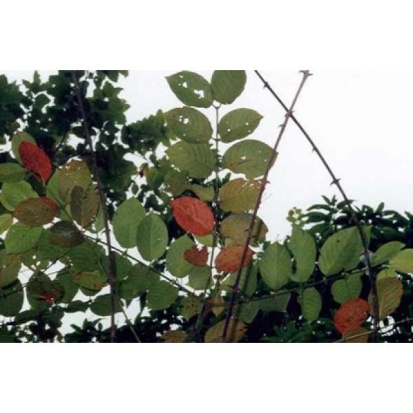 Uncaria tomentosa Uncaria tomentosa