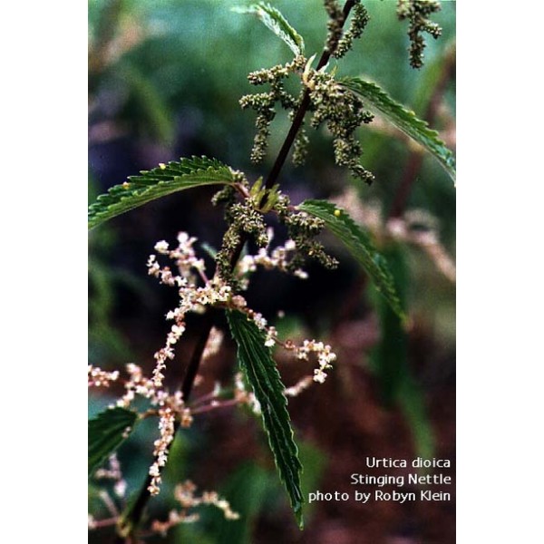 Urtica dioica Urtica dioica